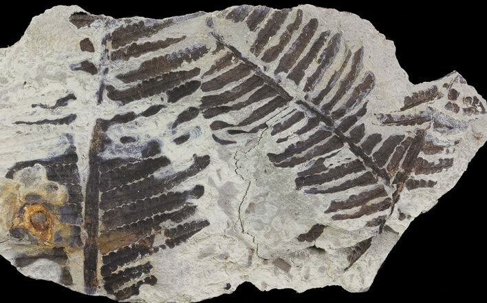 Pecopteris Fern Fossil - Missouri #65959